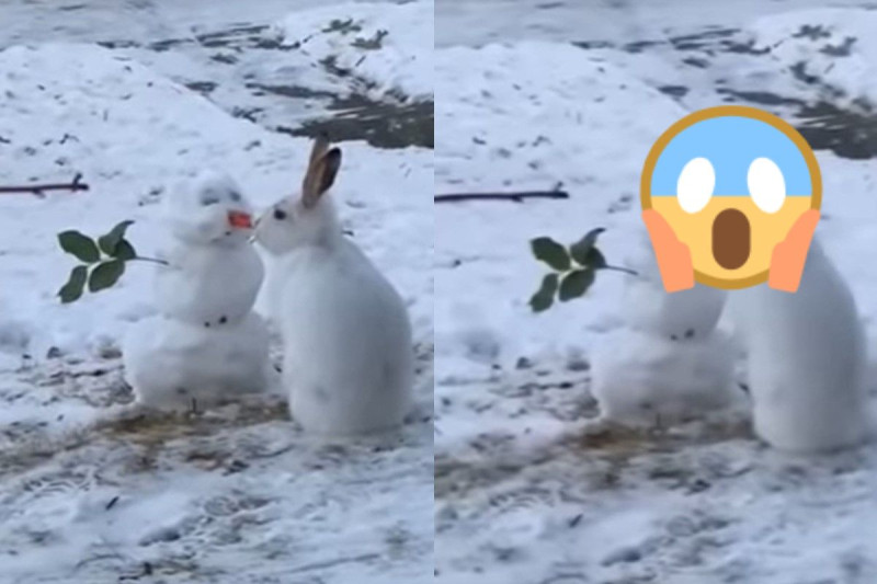 加拿大一家庭看到野生兔兔與院子裡的雪人「交朋友」。   圖／翻攝自Youtube@Hannah B