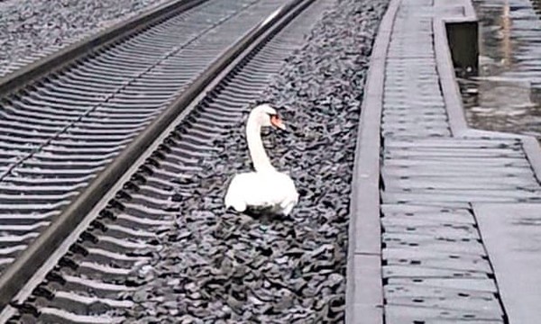 1隻天鵝正在哀悼死去的伴侶，坐在鐵軌上導致列車大誤點。   圖：翻攝自Federal Police Kassel