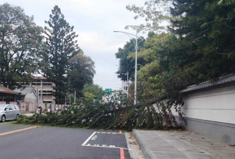 今早因風勢強大，一棵樹木倒在嘉義市忠孝路上，阻礙交通。圖：市議員黃思婷/提供   圖：市議員黃思婷/提供