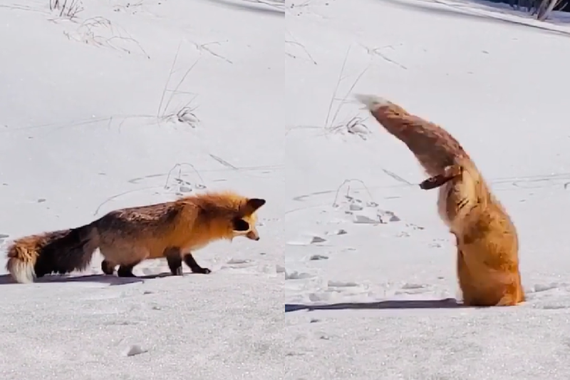 狐狸腦袋左扭右扭好疑惑，下一秒突然「跳進雪裡」挖寶！   圖／Instagram＠adam_braden