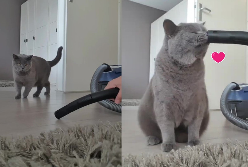 荷蘭一隻灰貓非常喜歡吸塵器。   圖／翻攝自Youtube@ViralHog