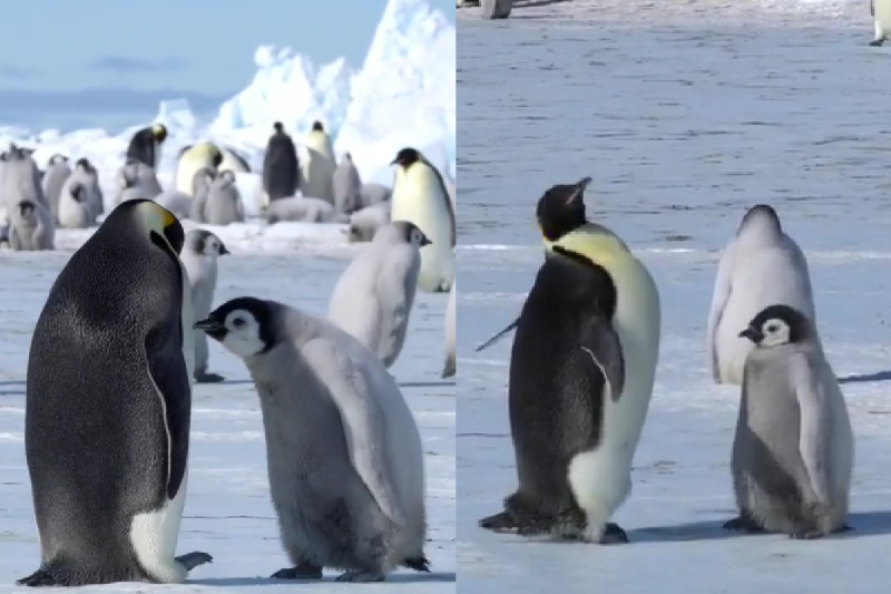 雪地中小企鵝瘋狂點頭像在要什麼，大企鵝卻「堅定搖頭」！   圖／Instagram＠myeonghoseo