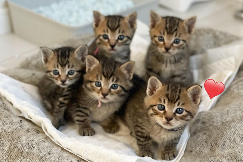 日本福井縣的一家貓旅館，中途五隻超萌小貓咪。   圖／IG＠fugsaya