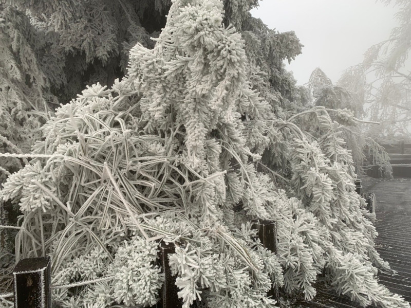 因為寒流低溫，太平山國家森林遊樂區出現霧淞、結霜。   圖：取自太平山國家森林遊樂區臉書
