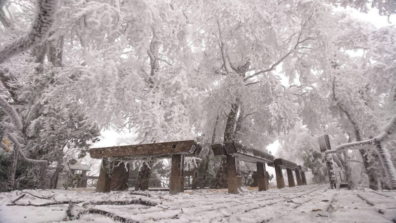 太平山山毛櫸步道，呈現迷人的冬日山景。   圖：翻攝自太平山國家遊樂區臉書專頁（黃清漢攝）