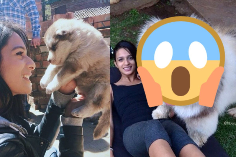 南非一名女子養了一隻阿拉斯加雪橇犬。   圖／IG@trez_and_tydus