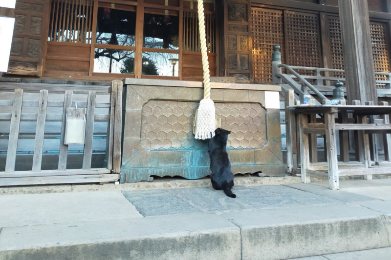 日本一推主到神社參拜時，遇見一隻黑貓正在「搖鈴」。   圖／Twitter@nori22