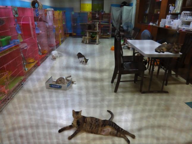 明志國中貓貓俱樂部給貓咪們溫暖的家。    圖：新北市動保處提供