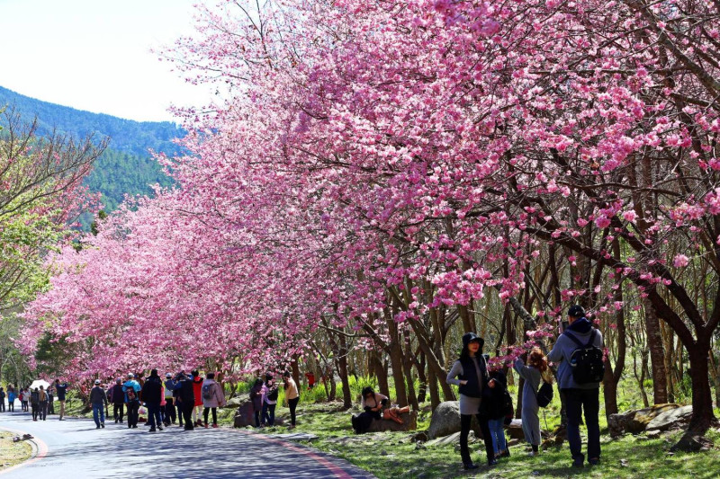武陵農場櫻花季已成為國內旅遊的一大盛事。   圖：公路總局／提供