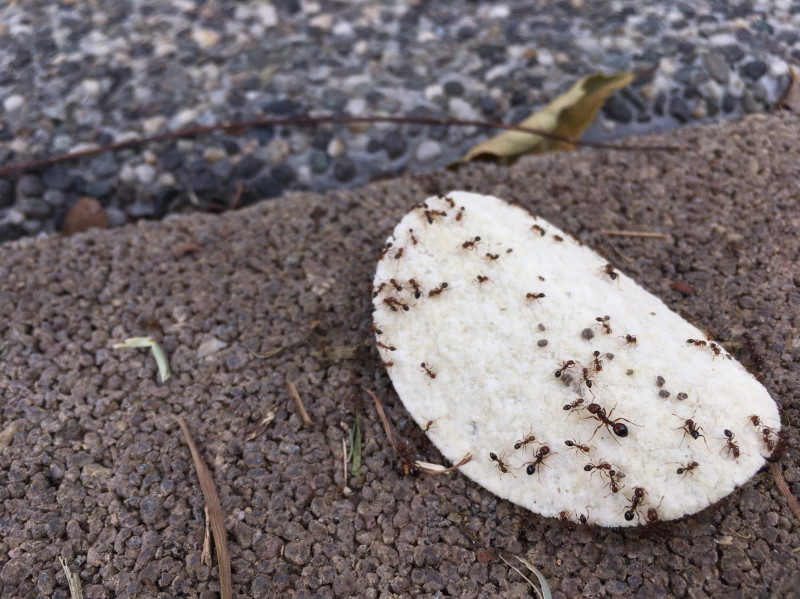 以誘餌誘集法捕捉之入侵紅火蟻。    圖：新北市農業局提供