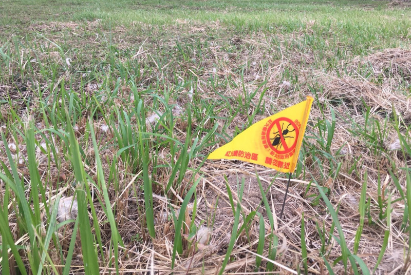 林口校園預定地紅火蟻防治區警示旗。   圖：新北市農業局提供