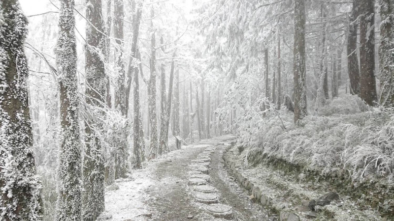 寒流來襲，太平山國家森林遊樂區有機會降雪，園區在1月7日至10祭出入園管制(圖為上週雪況)。   圖：翻攝自太平山國家遊樂區臉書