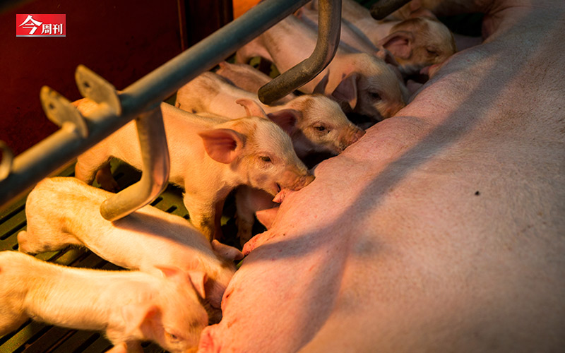 台灣福昌集團總經理楊杰說，每年種豬市場拍賣總量的3分之1以上，都是福昌提供的，「可以說大家在吃的豬肉，每3頭就有1頭是我們家的後代。」   圖：今周刊／提供