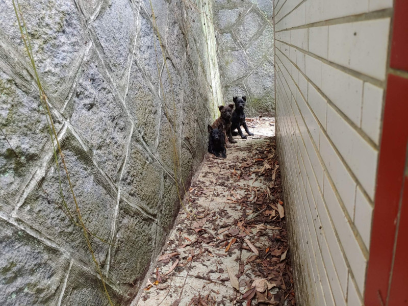三隻幼犬受困墓園。    圖：新北市動保處提供