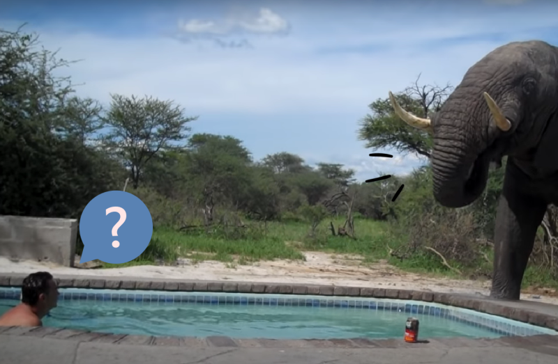 大象闖進泳池趴「大喝特喝」，人類呆愣縮在池角傻眼！   圖／Youtube＠Kerry Dunne
