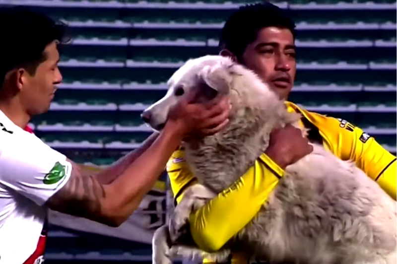浪狗闖進足球比賽湊熱鬧，球員抱離後在不久竟收養了牠！   圖／Youtube＠Reuters