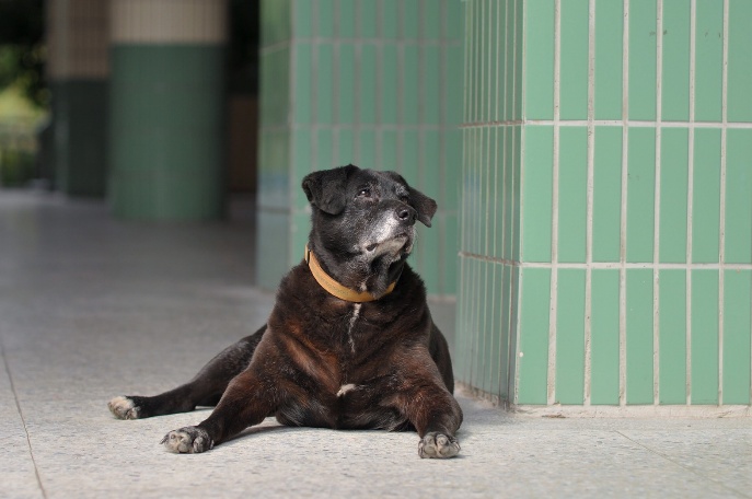 樹林高中的校犬「小黑」，不但是全市45校88隻校犬貓中最年長的「狗瑞」，且可能是全國最長壽的校園犬。    圖：新北市動保處提供