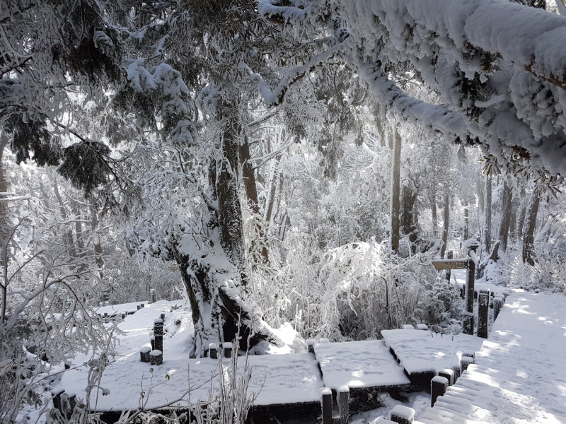 太平山的雪景世界迷人，下周又一波寒流到，可望繼續下雪。   圖：太平山國家森林遊樂區/提供