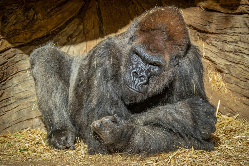 美國聖地牙哥野生動物園在臉書宣布猩猩群出現確診武漢肺炎病例，有2隻正在隔離治療中，症狀較輕微。   圖：翻攝自聖地牙哥野生動物園臉書