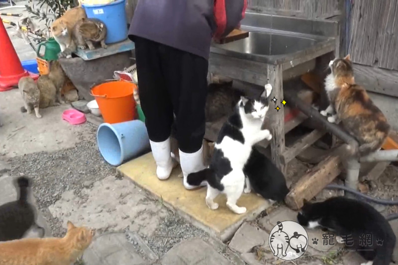 日本青島上一位島民，正在切魚竟引來大批貓咪！   圖／猫の島　青島物語授權