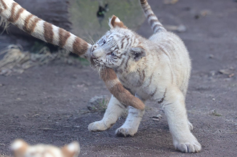 日本動物園裡一隻小白虎咬著一條「逗貓棒」。   圖／twitter@mame_nek0