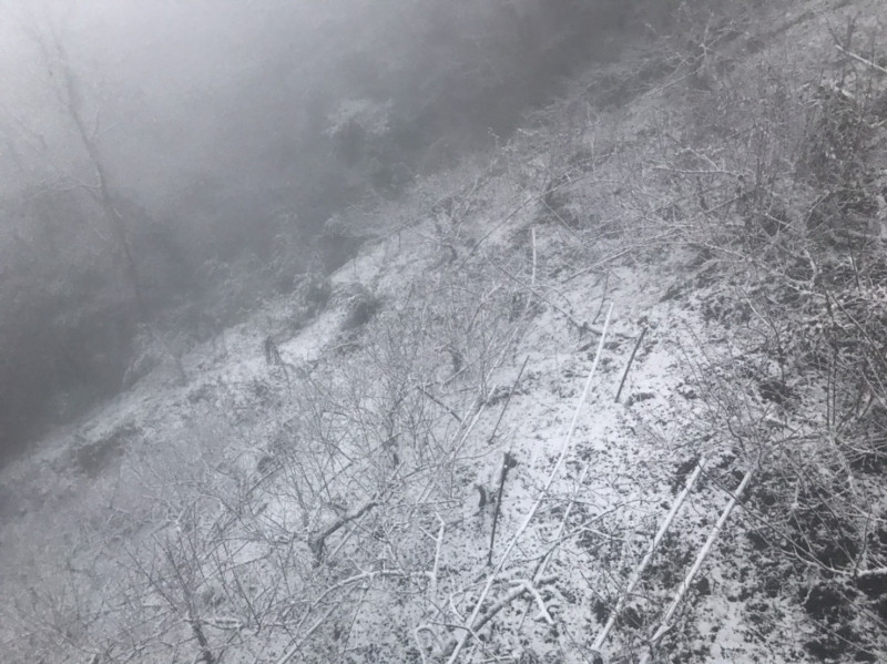 桃園拉拉山神木路出現降雪。   圖：桃園觀旅局／提供