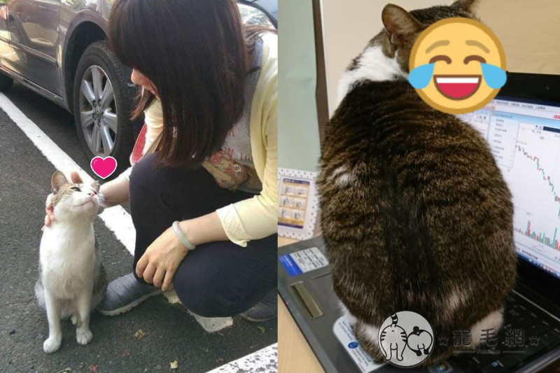 網友收編的貓咪，在流浪跟在家裡的眼神完全不一樣。   圖／網友Lan Hsieh授權提供