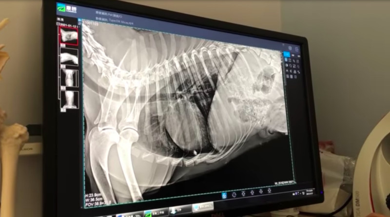被撞到的狗狗照完Ｘ光後發現脊椎嚴重受傷。   圖：取自曹格臉書