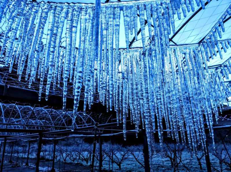 武陵農場今日晨氣溫將近零下4度，再度出現水晶簾冰柱奇景。   圖：翻攝自武陵農場臉書