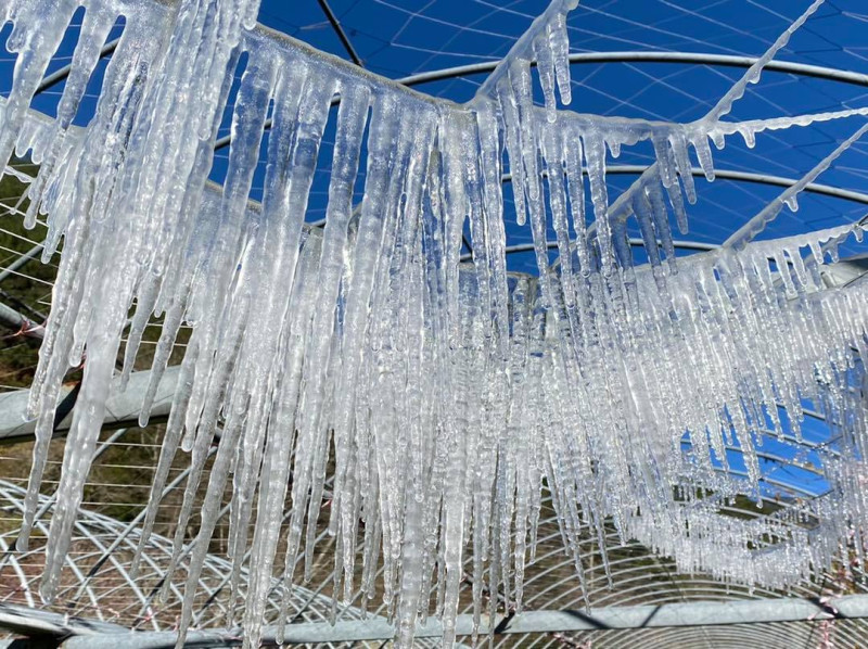 武陵農場今日晨氣溫將近零下4度，再度出現水晶簾冰柱奇景。   圖：翻攝自武陵農場臉書