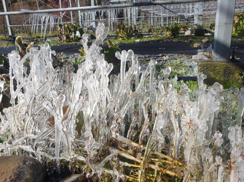 武陵農場今日晨氣溫將近零下4度，草地也出現結冰的情形。   圖：翻攝自武陵農場臉書