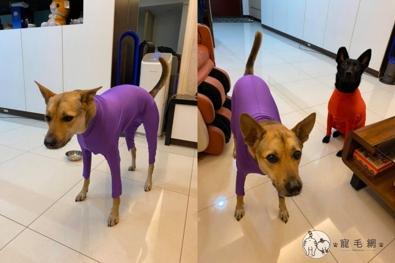 寒流來襲！媽媽給狗套上「超級緊身衣」，牠們眼神逐漸無奈！   圖／Facebook粉專@我家阿邁授權提供