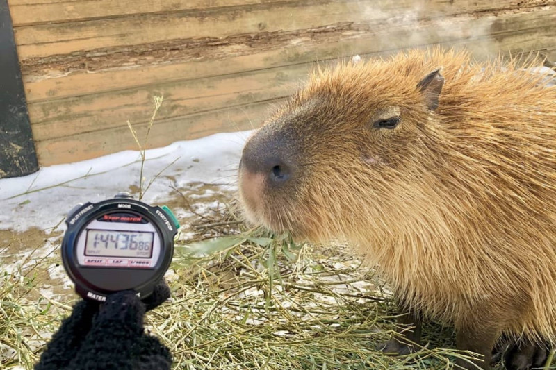 日本五間動物園在月初時進行第九屆水豚泡湯大賽，比賽結果由「那須動物王國」的水豚君「コブ科布」奪冠！   圖／IG@nasu_animal_kingdom