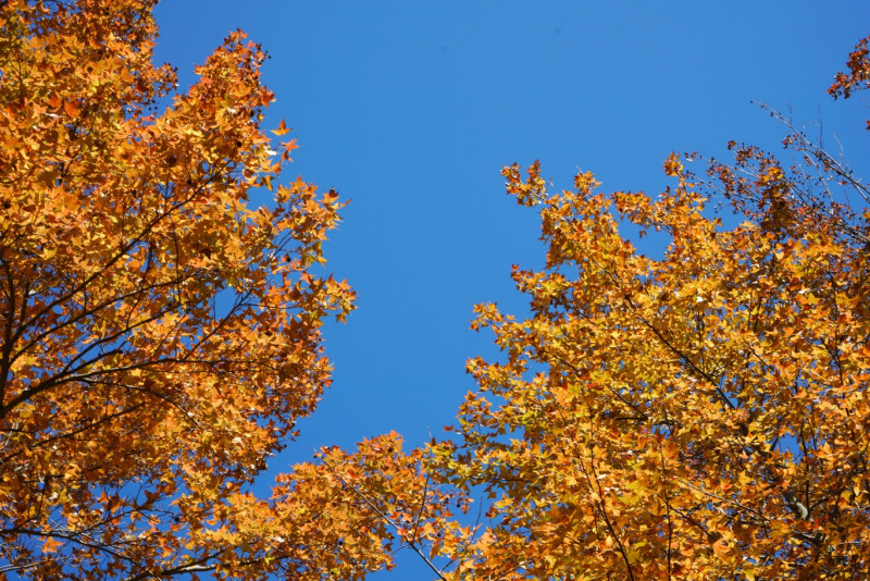 天氣放晴，公園裡的槭樹，樹葉紛紛由黃轉紅，在藍天的襯托下更顯美麗，讓人不由得抬頭多看幾眼   圖：張良一/攝