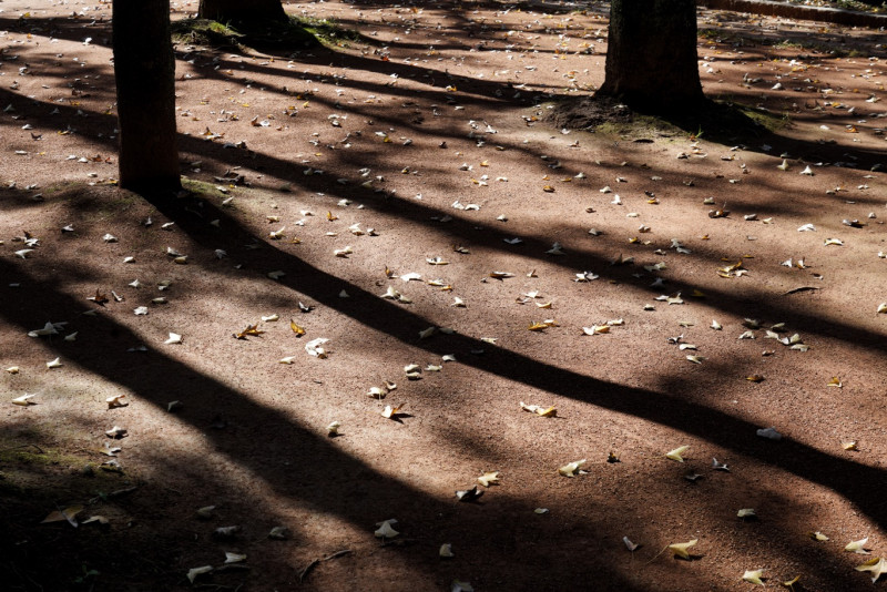 槭樹下的陽光軌跡將落葉照得明亮動人。   圖：張良一/攝