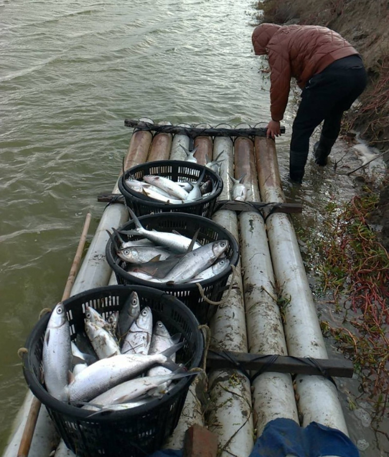 日前寒流來襲，嘉義縣部份養殖漁業發生寒害。   圖：嘉義縣政府/提供