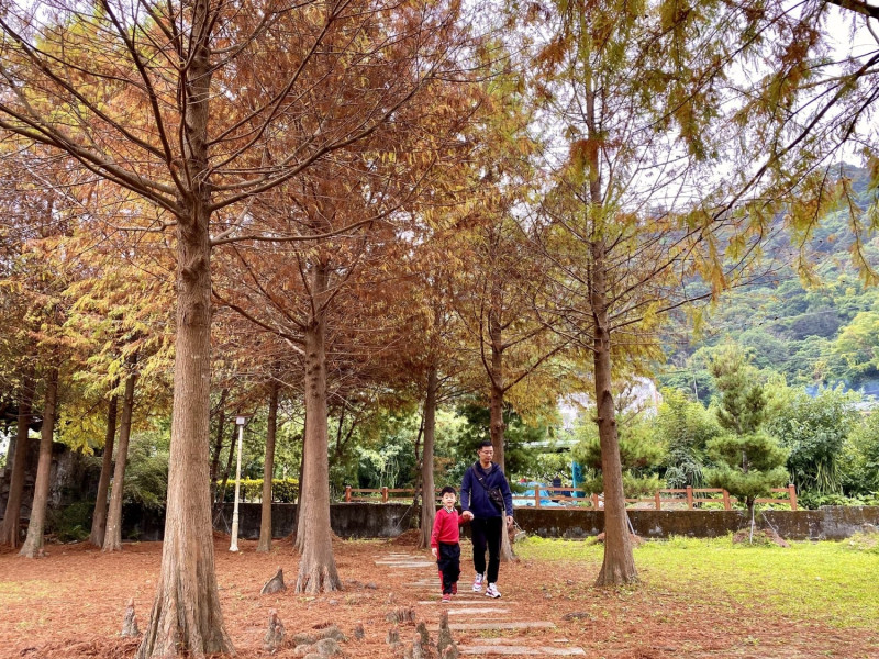 石岡落羽松秘境。   圖：台中觀旅局／提供