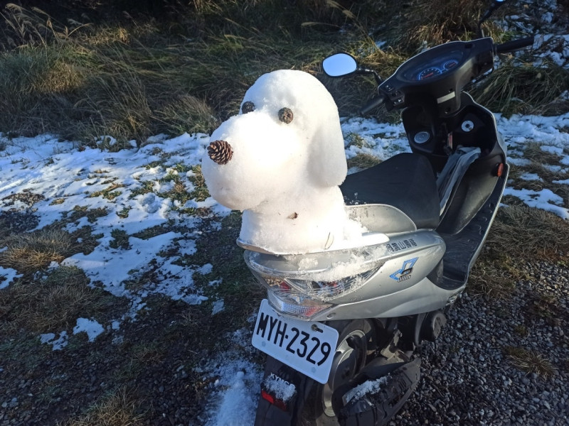 福壽山農場用殘雪做了一隻雪狗。   圖：取自粉專「福壽山農場」