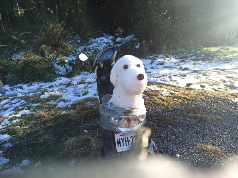 網友表示雪狗長得超像史努比。   圖：取自粉專「福壽山農場」