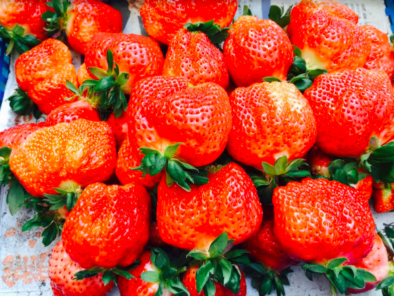 大湖草莓。   圖：農糧署／提供