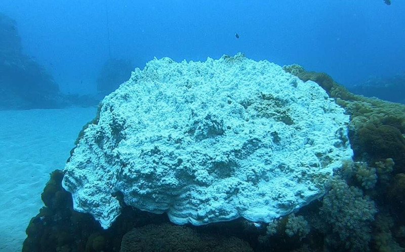 小丑島軟珊瑚白化。   圖：取自東管處