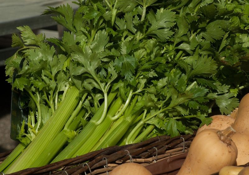芹菜該如何存放才不易壞嗎？其實在放入冰箱前，一定要記得先將芹菜全部「豎起」，如此才能保存較多葉綠素。   圖：取自pixabay