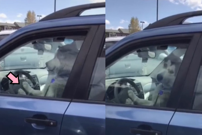 一隻哈士奇被人目睹在汽車內狂按喇叭。   圖／TikTok@natasha_uk