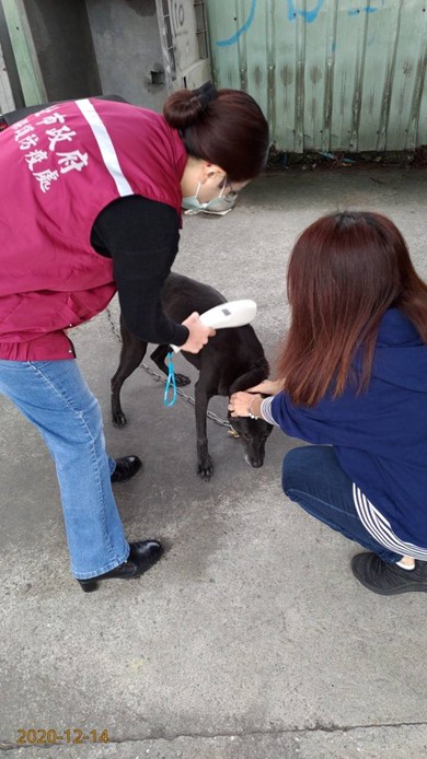 動保員確認黑狗晶片是否為流浪犬。   圖：新北市動保處提供