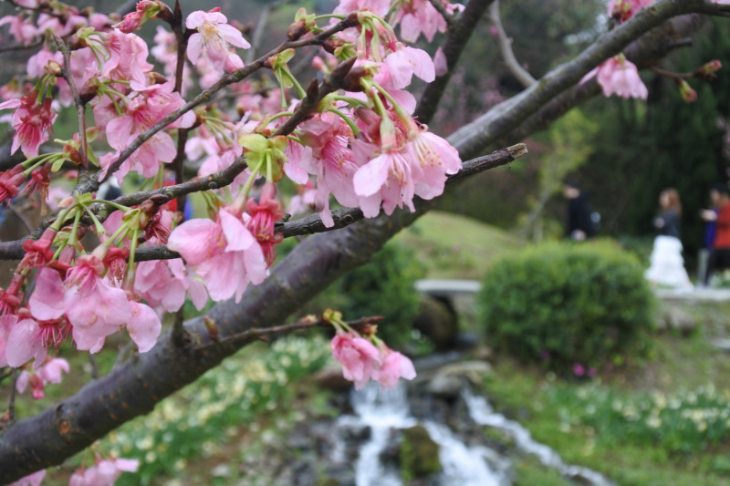 陽明山櫻花季於2月5日登場。   圖：取自花in台北官網