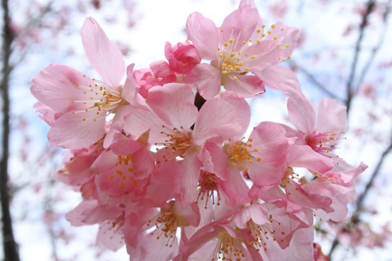 陽明山櫻花有各種品種。   圖：取自花in台北官網