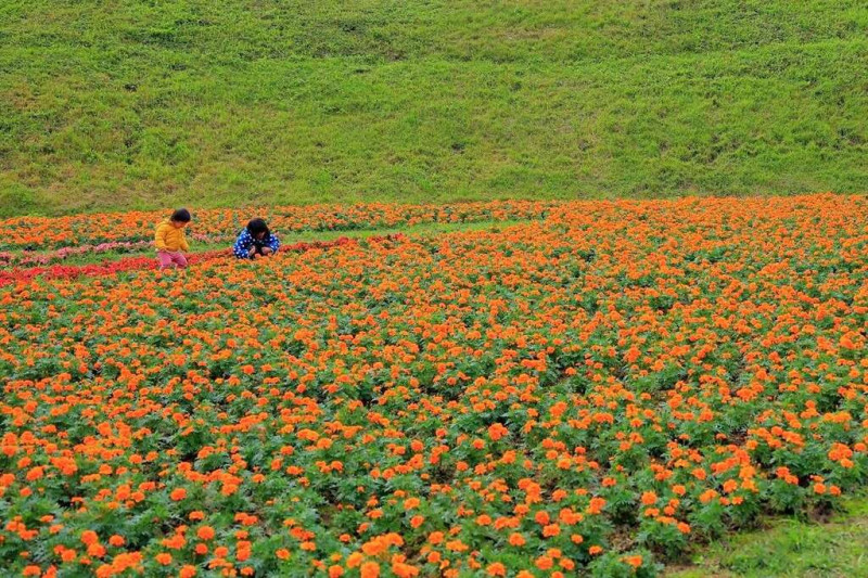 內湖大溝溪花海，4萬盆繽紛花朵滿開。   圖：取自台北旅遊網