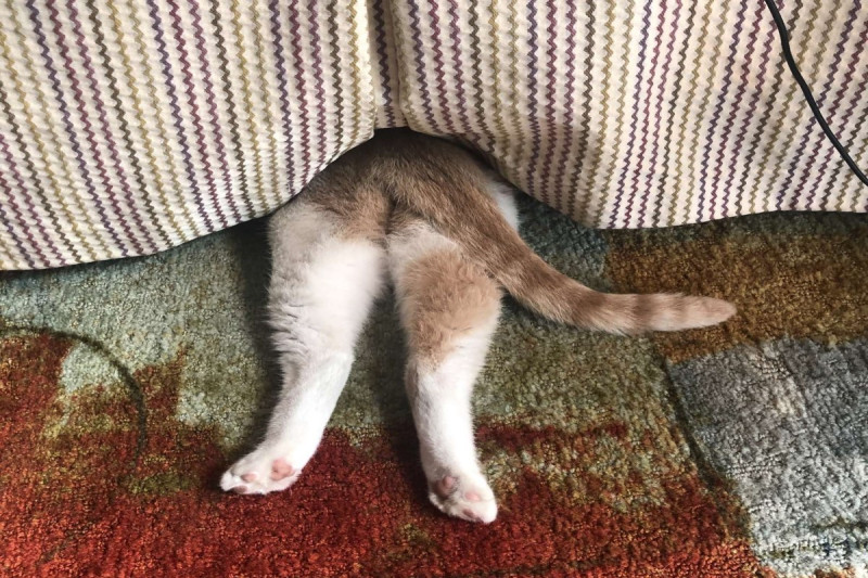 國外一隻橘白貓愛玩躲迷藏，卻總是把屁屁露出來。   圖／Dani Baker