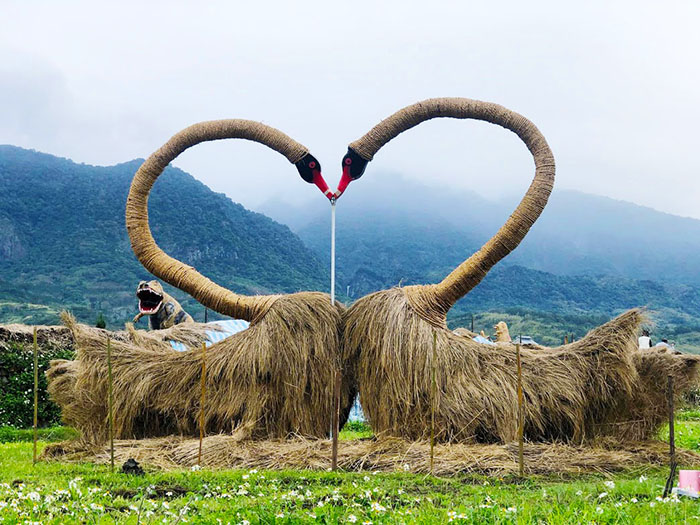 稻草藝術季的藝術品之一變成愛心的黑天鵝。   圖：取自農業易遊網