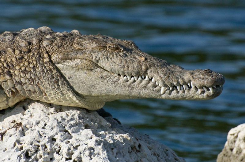 澳洲有一名44歲的男子日前到普萊西德湖游泳，未料遭到一隻鱷魚咬住頭部，他情急之下徒手扳開鱷魚的嘴巴，立刻上岸。   圖：翻攝自pixabay